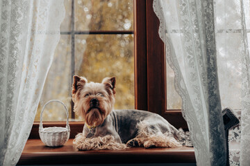 A Yorkshire Terrier relaxing on a cozy windowsill in a warm setting. A charming Yorkie doggy rests...