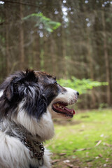 happy dog portrait in forest