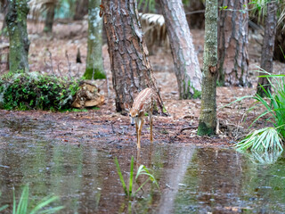 A baby deer fawn is playing in the woods. Fawns are well camouflaged and have very little odor, which helps them hide from predators.