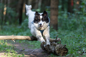 happy white dog running in forest
