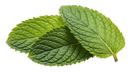 Isolated Mint Leaves