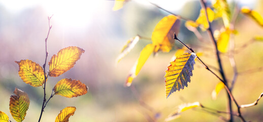 Golden autumn leaves on thin branches, illuminated by sun rays on a soft blurred background, creating an atmosphere of peace and seasonal transition
