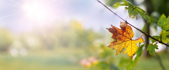 Bright maple leaf changing color on a branch under the sun's rays, standing out against a soft...