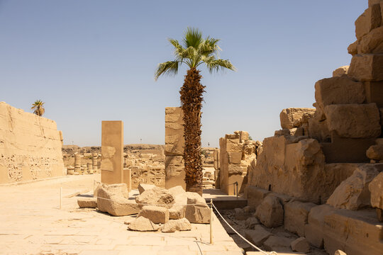 Palme im Tempel des Karnak