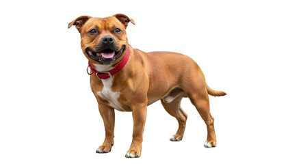 Isolated Smiling Staffordshire Bull Terrier
