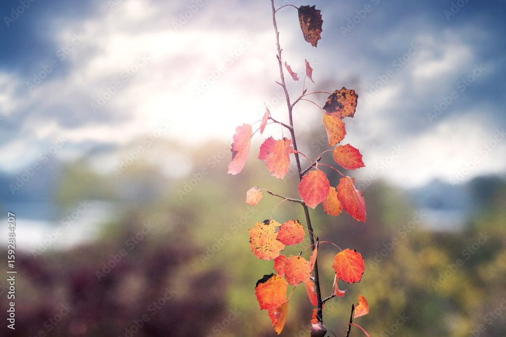 Poster vibrant autumn leaves on a thin branch, standing out against a blurred background of a landscape wit