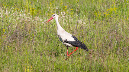 white stork ciconia