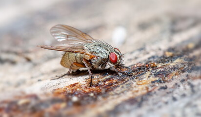 fly on a leaf