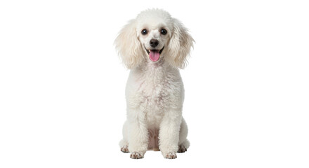 Isolated White Poodle