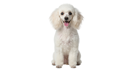 Isolated White Poodle