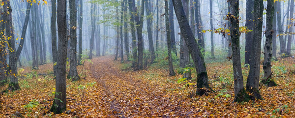 Gloomy but picturesque autumn forest with straight trees extending into the fog and the ground...