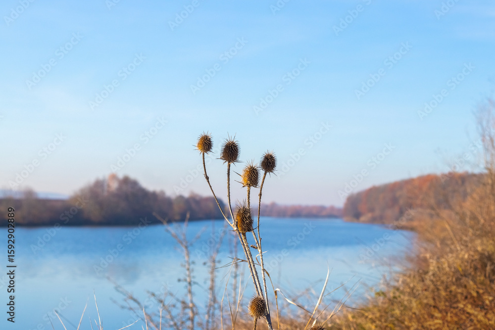 Poster burdock seeds in the foreground with a blurred background of a calm autumn lake and trees under a cl