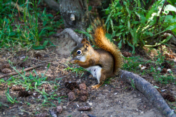 Red Squirrel Feeding on Forest Floor with Pinecones in Natural Habitat