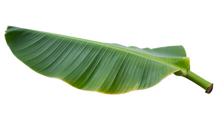 Fototapeta premium A vibrant green banana leaf, showcasing its intricate veins and tropical beauty, isolated on transparent background