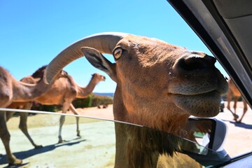 Ammotragus lervia ( Ammotragus lervia )  , safari , Madrid , España  © GenadiyGM