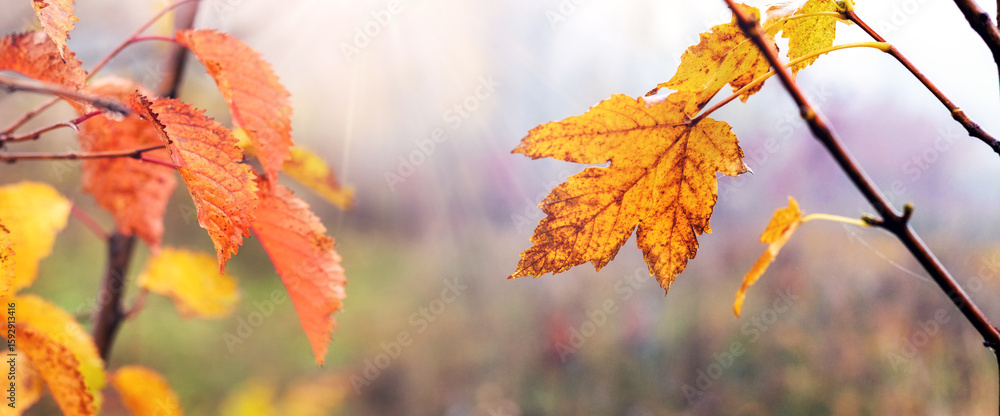 Poster early autumn: golden-orange maple leaves on thin tree branches, illuminated by soft diffused light a