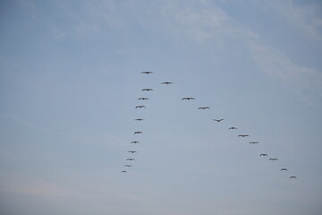 Kraniche in V-Formation