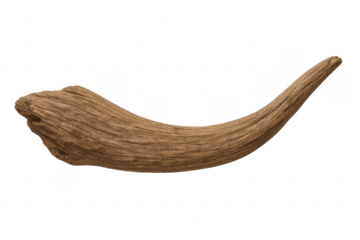 Curved piece of driftwood isolated on transparent background