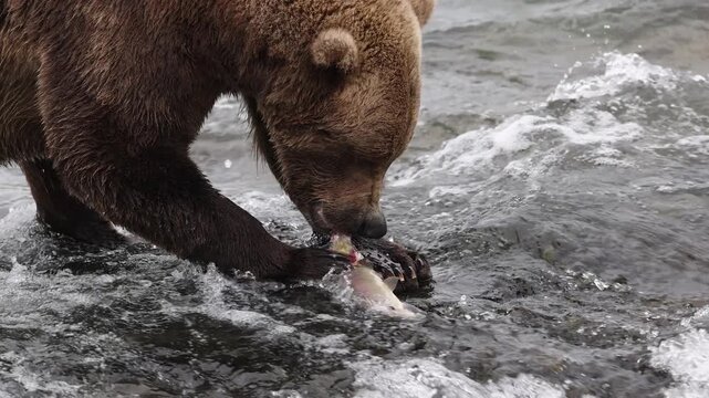 Brown bear fishing for salmon in Katmai, Alaska 