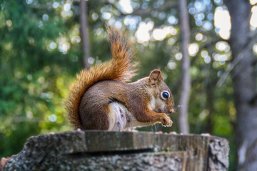 Red squirrel eating on a tree stump in a sunlit forest
