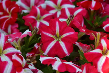 Flor branca e vemelha