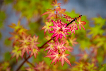 wonderful colorful maple leaves along a river in Matsumoto in Japan