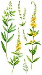 Watercolor botanical illustration of yellow flowers and greenery