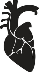 Anatomical human heart silhouette anatomical heart