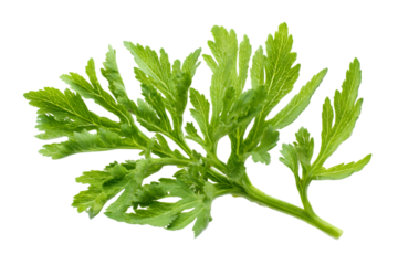 A single sprig of green mugwort with detailed leaves isolated on a black background