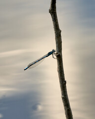  Blue-Tailed Damselfly on Norwegian Lake, North of Oslo