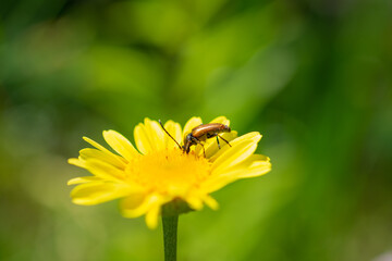 Small brown beetle on bright yellow daisy flower, macro close-up with green bokeh background.