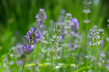 Close-up of purple lavender flowers blooming in a field with green background.