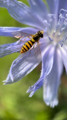 Orange and yellow color hoverfly nectaring blue chicory flower macro photography. 