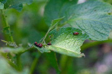 Unripe green tomato growing on a vine in a garden, close-up with foliage.