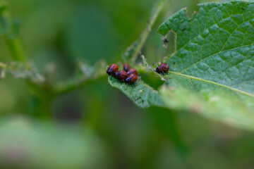 Unripe green tomato growing on a vine in a garden, close-up with foliage.