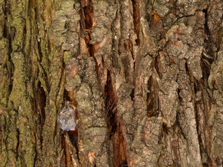 Textured Close-Up of Dark Tree Bark with Deep Furrows and Cracks