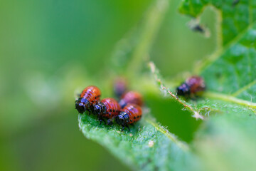 Group of small Colorado potato beetle larvae on a green leaf, close-up.
