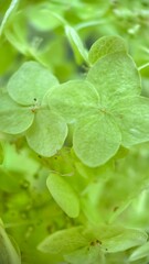 Green hydrangea macro photography. A close up of white large showy flowers.