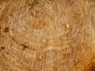Close-Up of Freshly Cut Tree Stump with Visible Growth Rings