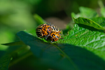 Two Colorado potato beetles mating on a green potato leaf, macro close-up.
