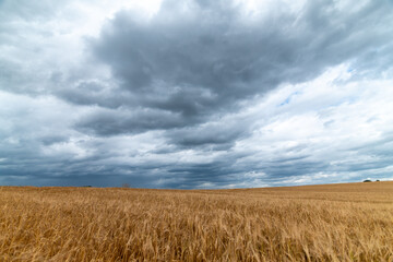 Reifes Weizenfeld unter dramatischem Wolkenhimmel