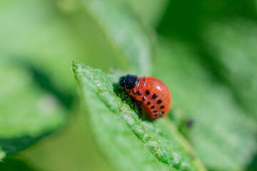 Small red Colorado potato beetle larva with black spots on a green leaf.