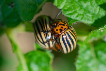 Two mating Colorado potato beetles on a green potato leaf, close-up macro.