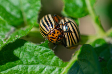 Two mating Colorado potato beetles on a green potato leaf, close-up macro.