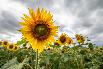 Leuchtendes Sonnenblumenfeld unter dramatischem Himmel