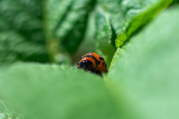 Close-up of a small Colorado potato beetle larva partially hidden by a green leaf.