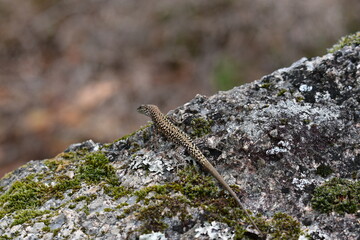 Lagarto verde camuflado na natureza