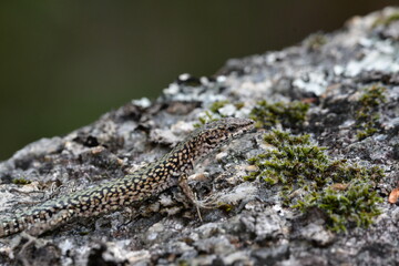 Lagarto verde camuflado na natureza