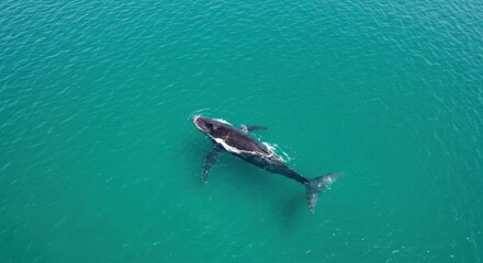 A large humpback whale swimming in the ocean. Marine mammal in clear turquoise water. Wildlife conservation habitat for nature poster.