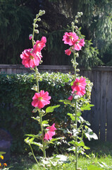 Rare flowers, pink-red mallows.